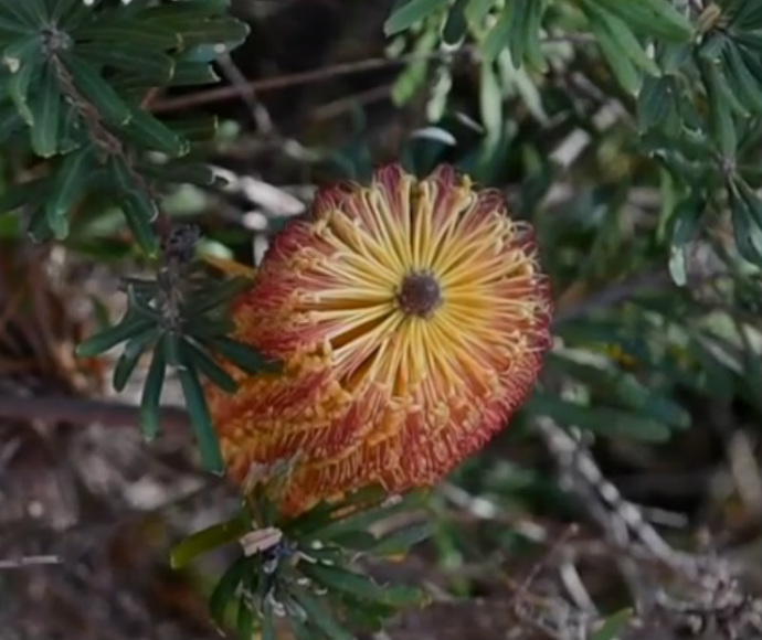 Banksia vincentia is possibly Australia’s rarest banksia, confined to a single small population near Jervis Bay, NSW