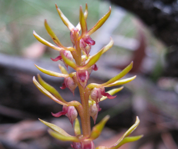 Bauer's midge orchid (Genoplesium baueri)