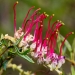 Bog grevillea (Grevillea acanthifolia subsp. stenomera) is a rare plant