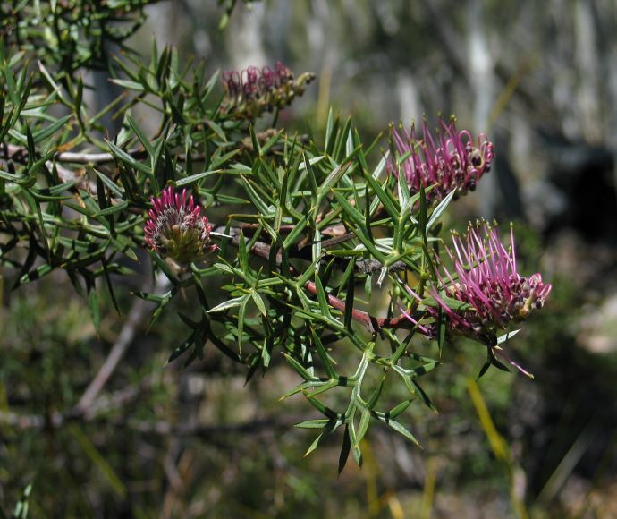 Bog grevillea (Grevillea acanthifolia subsp. paludosa)