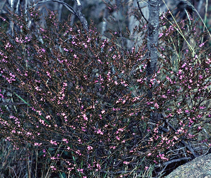 Low lying bush with tiny pink flowers