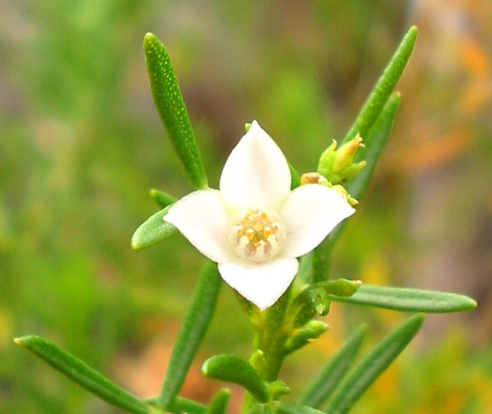 Boronia inflexa subsp. torringtonensis