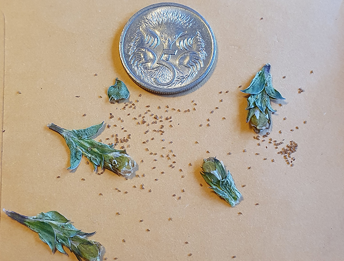 Bredbo gentian (Gentiana bredboensis) seed pod, with a 5c coin for scale