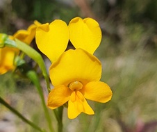 Close-up of a buttercup doubletail orchid (Diuris aequalis)