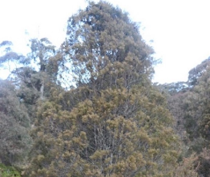 Callitris oblonga subsp. parva