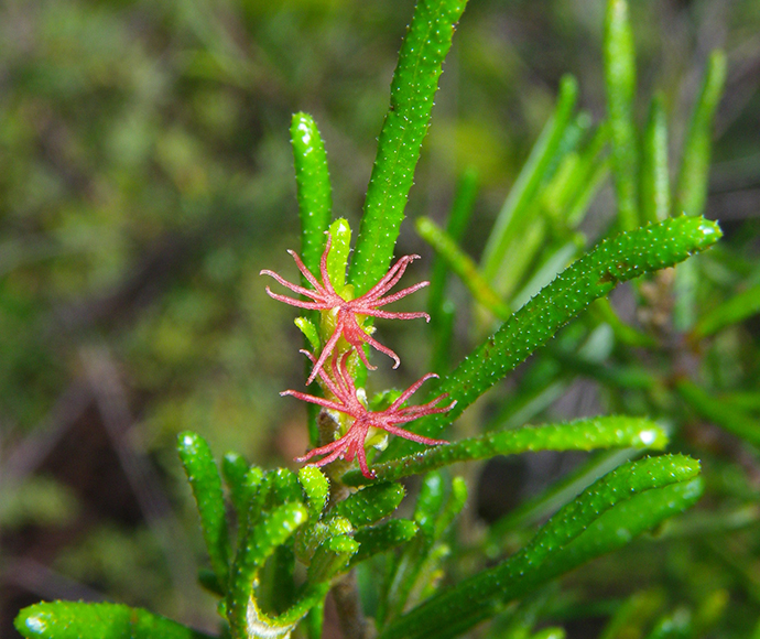 Pink spiky flower of Bertya sp. (Chambigne NR; M. Fatemi 24); (Chambigne bertya) 