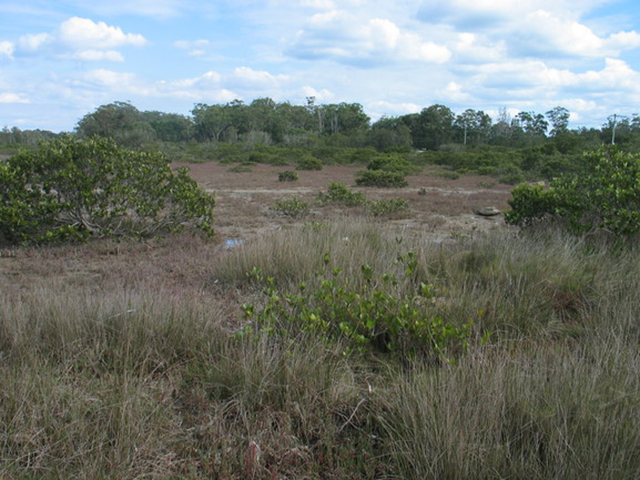 Coastal saltmarsh with mangroves at Merimbula Lake.
