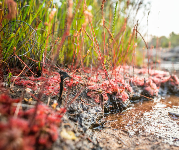A red, hairy-looking plant with a flat-petalled-looking base growing on the rocks by swamp waters, with long slender red stems extending up
