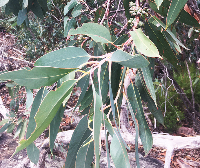 Bolivia Stringybark (Eucalyptus boliviana), Bolivia Hill Nature Reserve