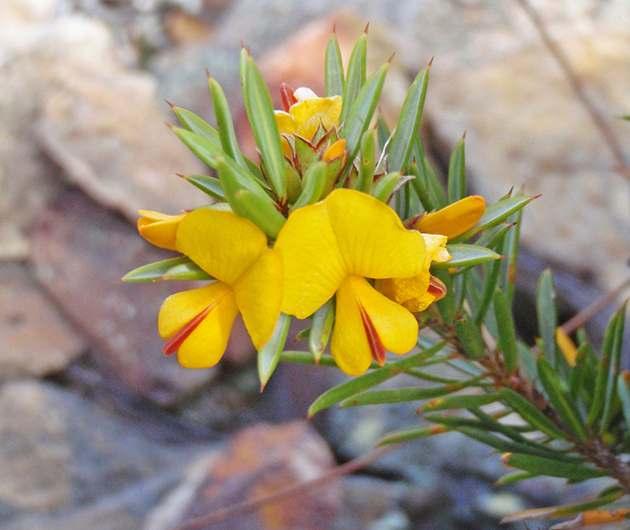 Close up of Genowlan pea (Pultenaea sp. Genowlan Point), a yellow flower with long thin pale green leaves.