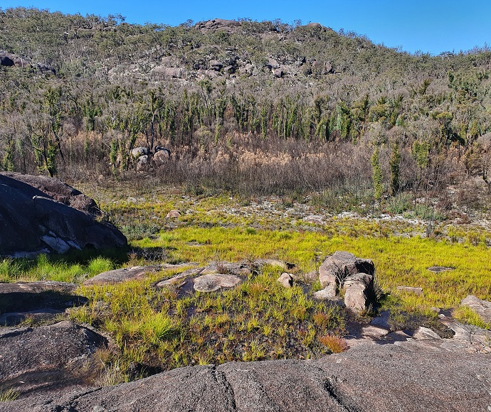 Gibraltar mallee (Eucalyptus dissita) and Gibraltar grevillea (Grevillea rhizomatosa) growing on a rocky hillside