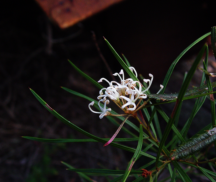 Small flower grevillea (Grevillea parviflora ssp parviflora)