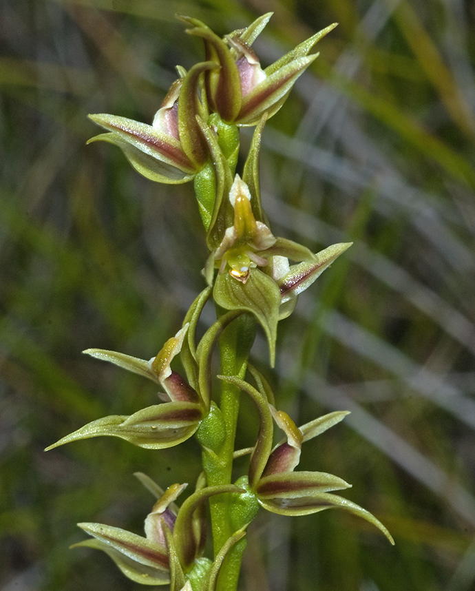 Top section of flowers of a Jervis Bay leek orchid (Prasophyllum affine).
