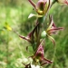 Kelton's leek orchid (Prasophyllum keltonii)