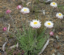Leucochrysum albicans subsp. tricolor