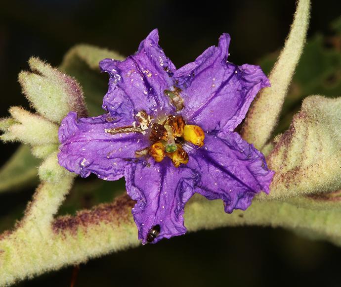 Manning Yellow Solanum, Solanum sulphureum, flower