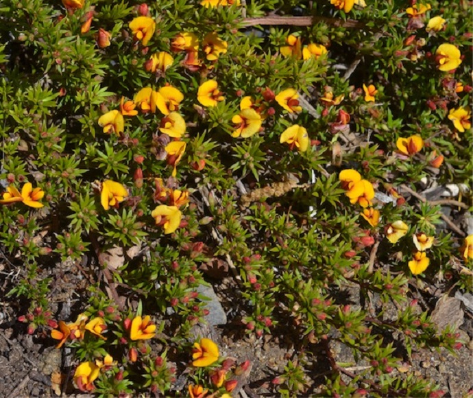 Close up of matted bush-pea (Pultenaea pedunculata), a ground-cover plant with flowers with mostly yellow petals and a plant with green flat elliptical leaves.