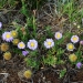 Small, low lying purple flowers with yellow centres