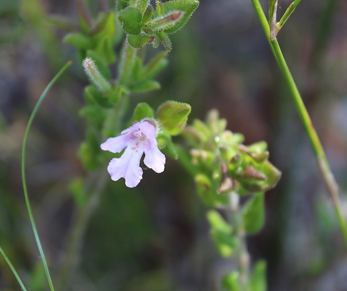 Close up of Villous Mint-bush (Prostanthera densa) flower