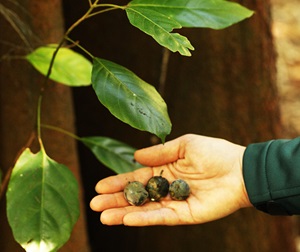 Minyon quandong (Elaeocarpus sedentarius)