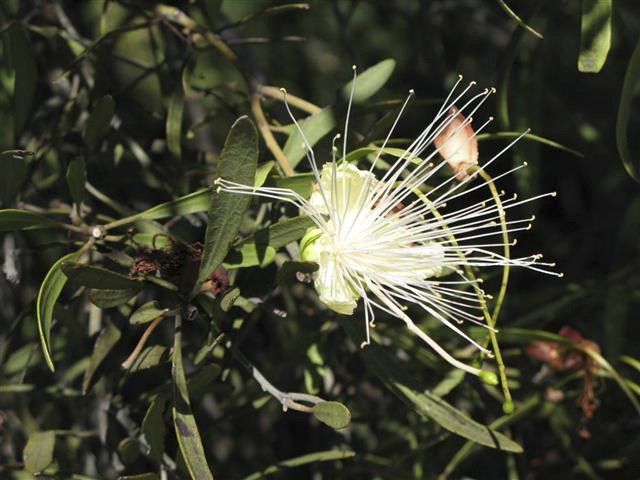 Narrow-leafed Bumble (Capparis loranthifolia var. loranthifolia) flower, Culgoa National Park