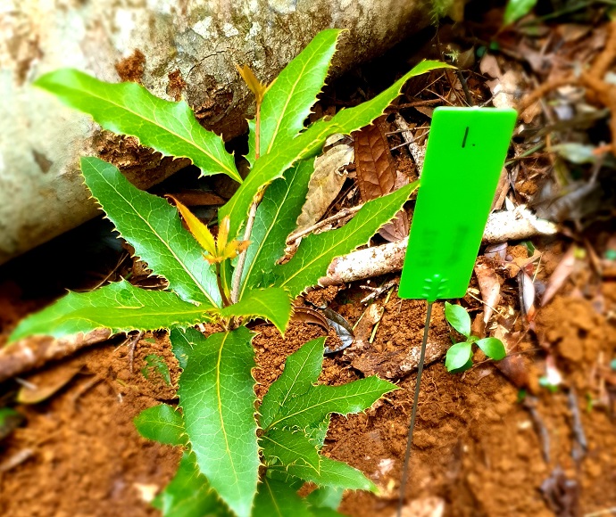 The first ever translocated Nightcap oak (Eidothea hardeniana) planted in Nightcap National Park