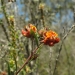 Parris' Bush-pea (Pultenaea parrisiae) in Wadbilliga National Park.