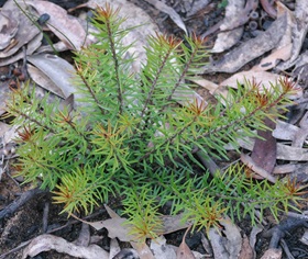 Persoonia hindii sprouting after fire