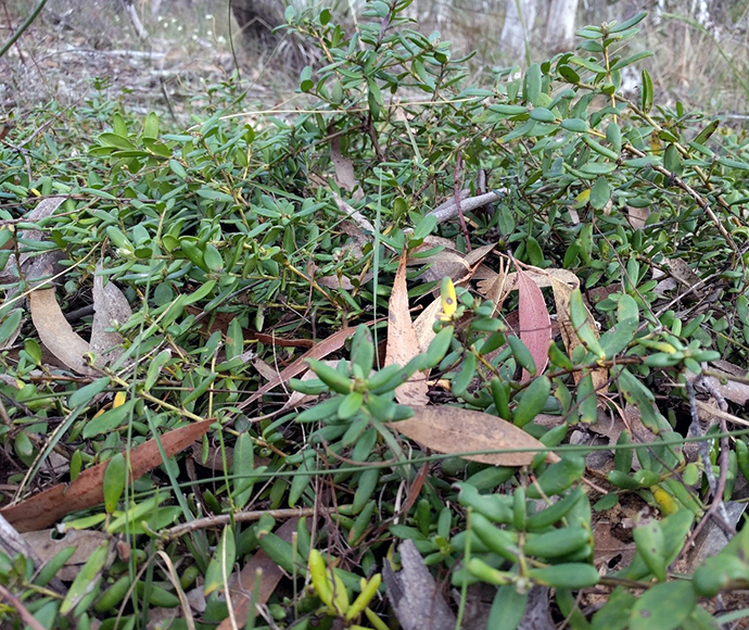 Persoonia mollis subsp. revoluta