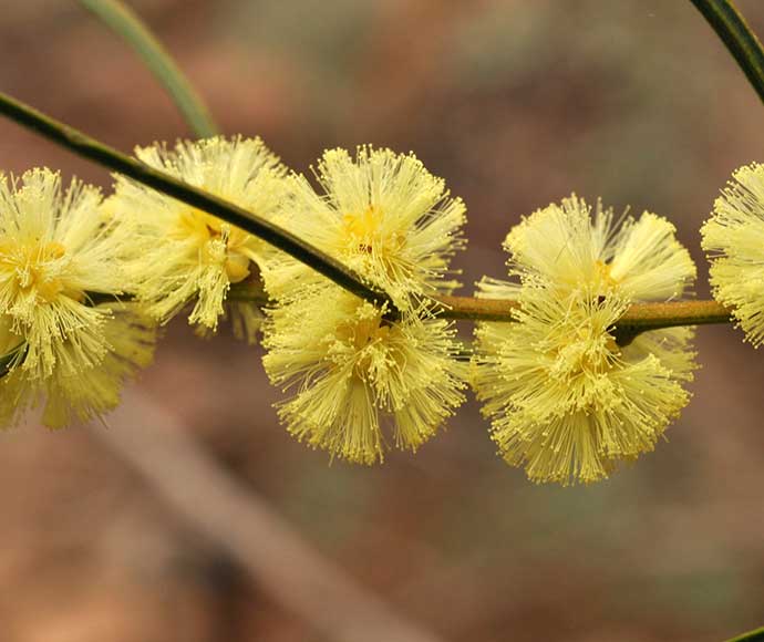 Phantom wattle (Acacia phasmoides), vulnerable species. Grows in shrubby woodland on sandy, granitic soil near creeks or in rocky crevices