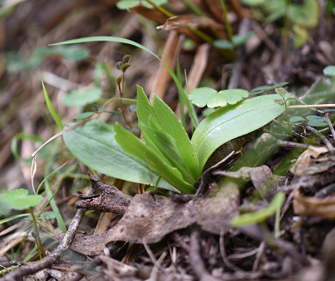 Gringa greenhood (Pterostylis riparia) has a loosely formed rosette of five to eight leaves. It boasts a singular flower that is a is a striking blend of green, white and reddish brown