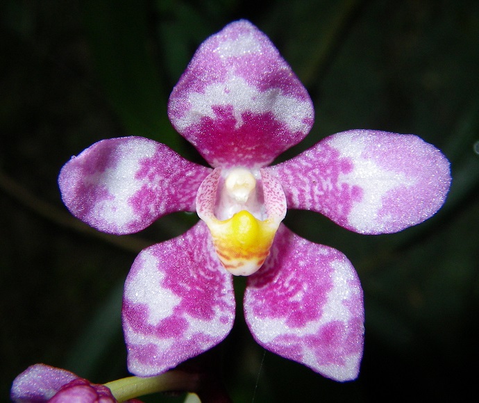 Ravine orchid (Sarcochilus fitzgeraldii), a purple and white 5-petal flower with a yellow centre.