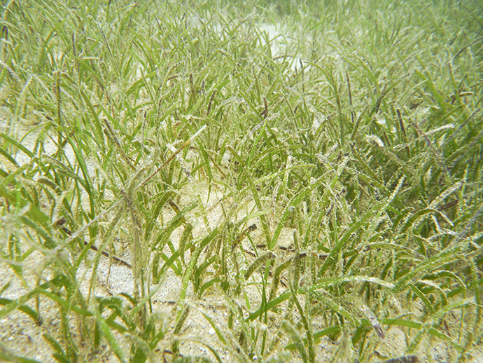 Seagrass growing on sandy ocean floor.