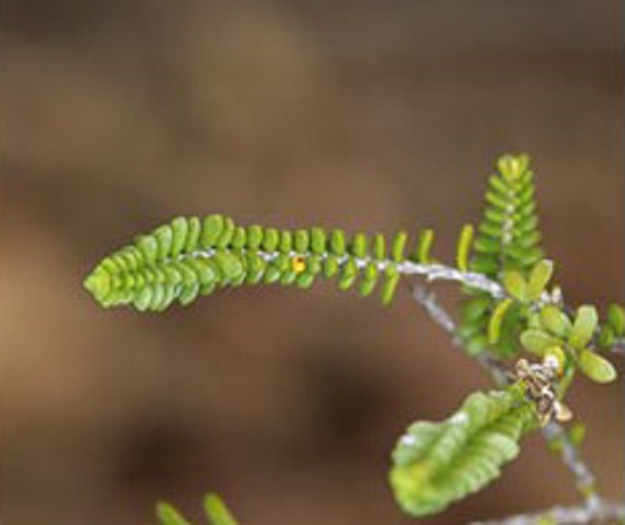 Severn River heath-myrtle (Micromyrtus grandis)