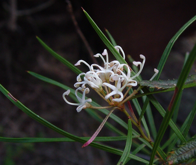 Small flower grevillea (Grevillea parviflora subsp. parviflora) is a data-deficient species in NSW