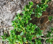 Succulent-like plant with many fleshy green leaves forming rosettes along a stem