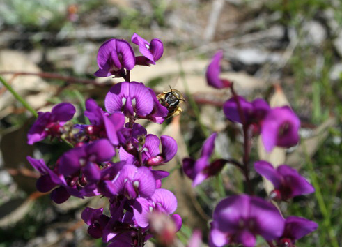 Small purple-pea (Swainsona recta) in flower