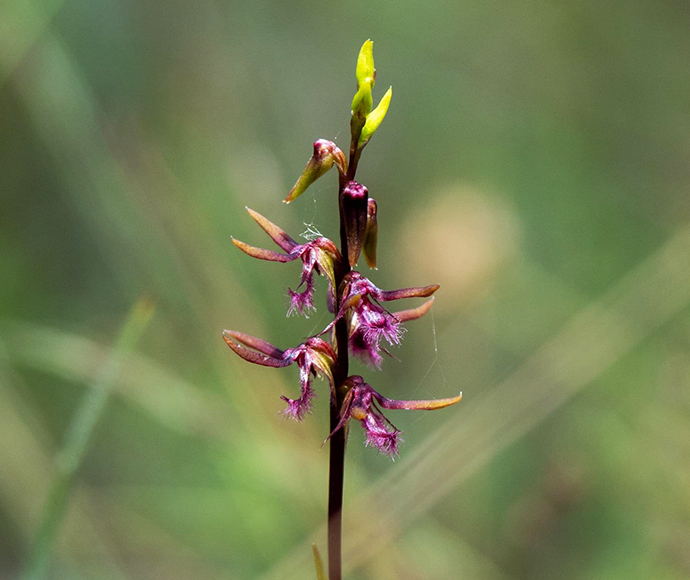 Superb midge orchid (Genoplesium superbum)