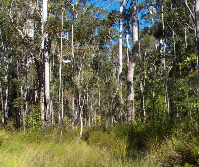Swamp mahogany (Eucalyptus robusta)