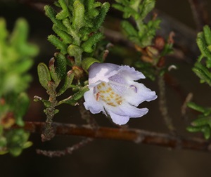 Tenterfield mint-bush (Prostanthera staurophylla)