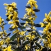 Velvet wattle (Acacia pubifolia) endangered species