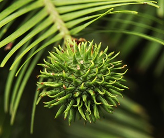 Wollemi Pine, Wollemia nobilis