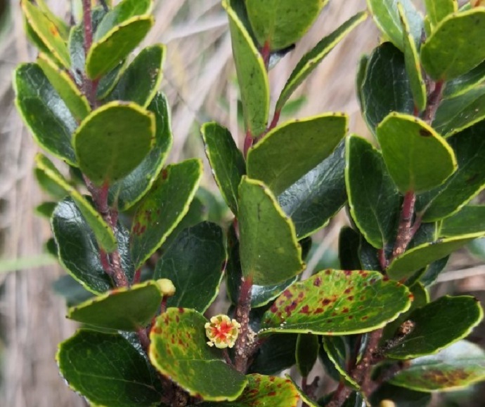 Xylosma parvifolia