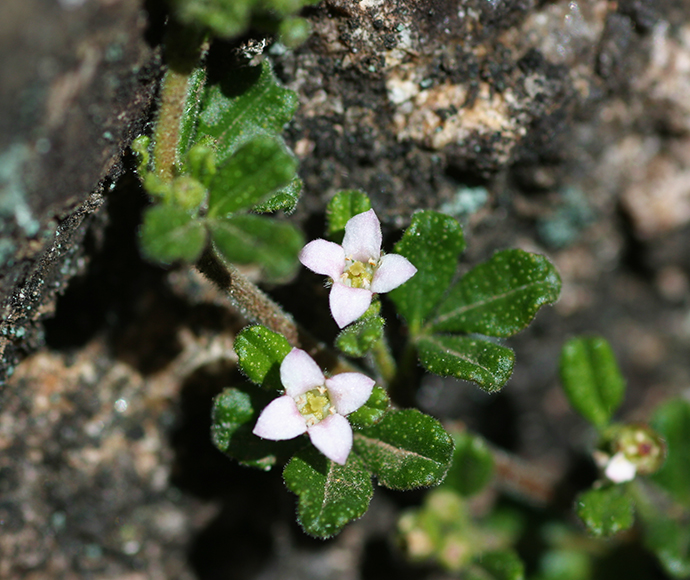 Zieria obcordata flowers