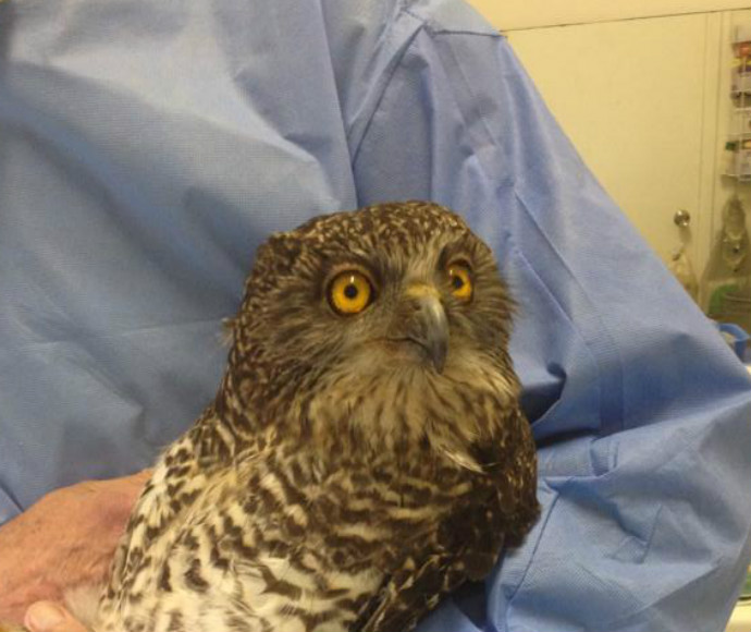 Dr Howard Ralph nursing a powerful owl (Ninox strenua)