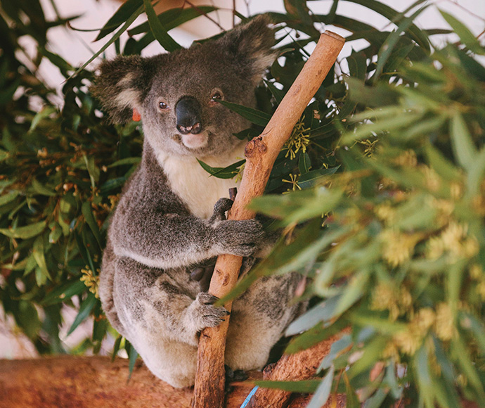 Koala in a tree at Port Macquarie Koala Hospital