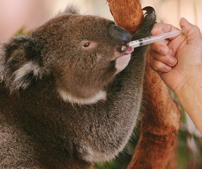Koala being fed by syringe at the Port Macquarie Koala Hospital