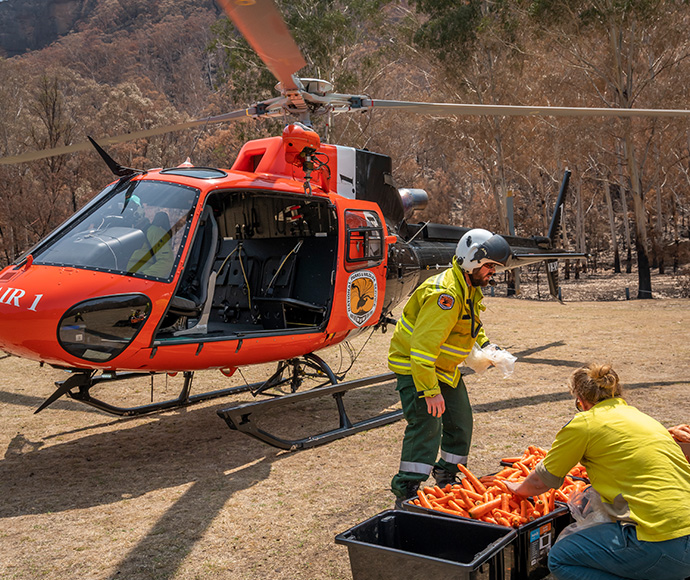 National Parks and Wildlife Service staff unload carrots from helicopter