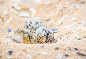 Little tern chick and 2 eggs in a shallow nest on beach