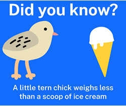 Did you know illustration with a little tern chick standing opposite an ice cream cone on a blue background. Words above the image 'Did you know?' and words below the image 'A little tern chick weighs less than a scoop of ice cream'. 